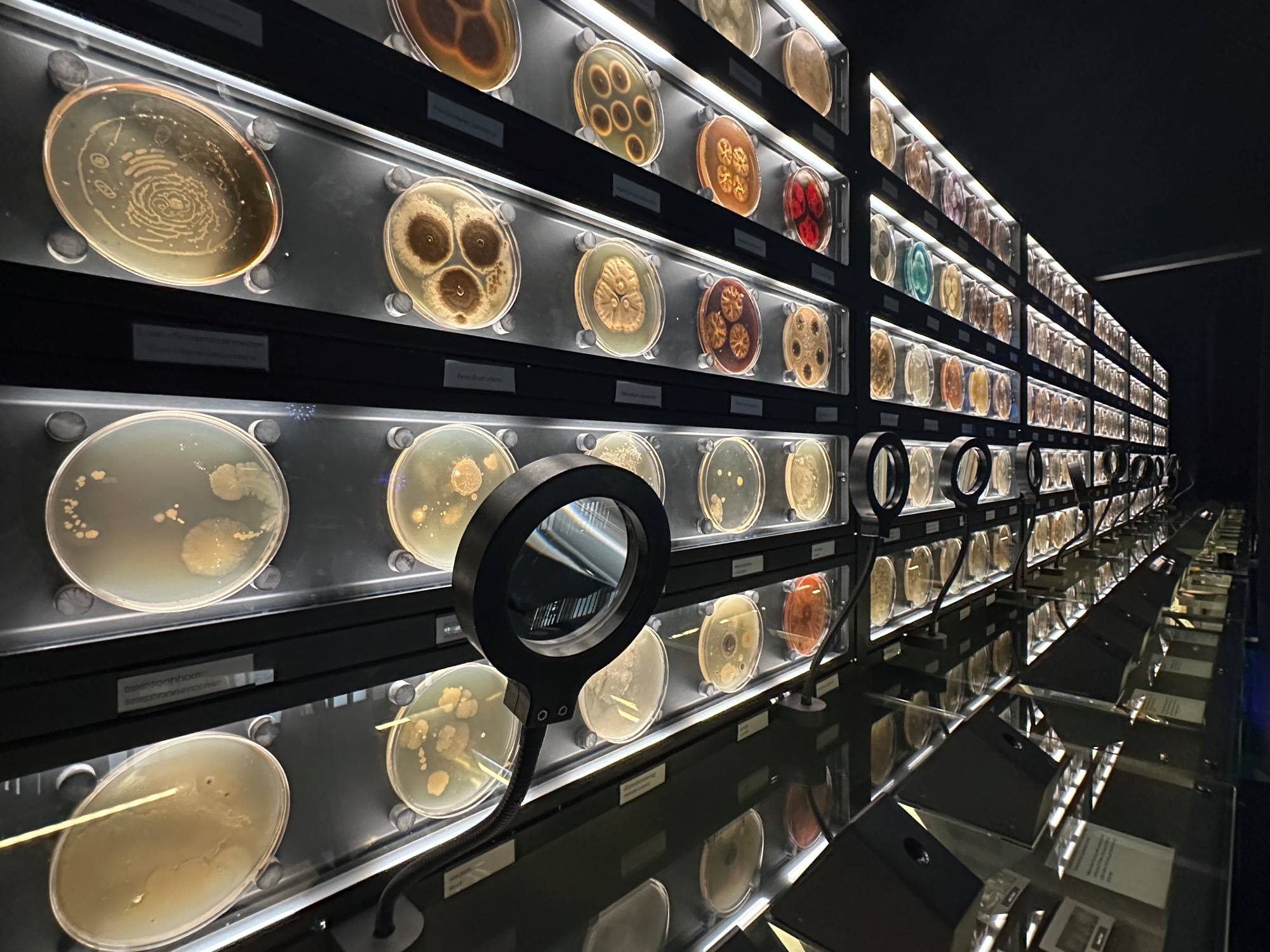 Wall of petri dishes holding various microbes samples with magnifying lenses